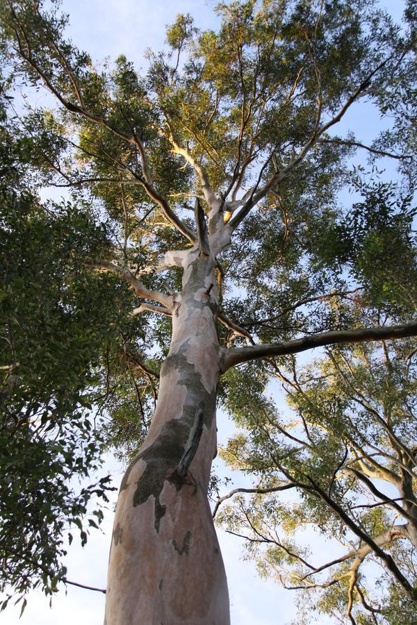 Paperbark Bed & Breakfast Brisbane Eksteriør billede