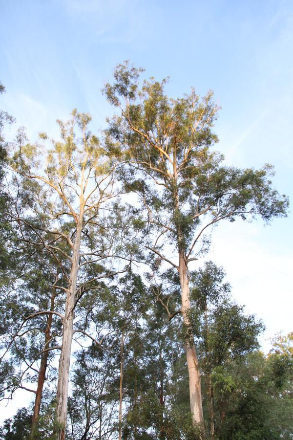 Paperbark Bed & Breakfast Brisbane Eksteriør billede