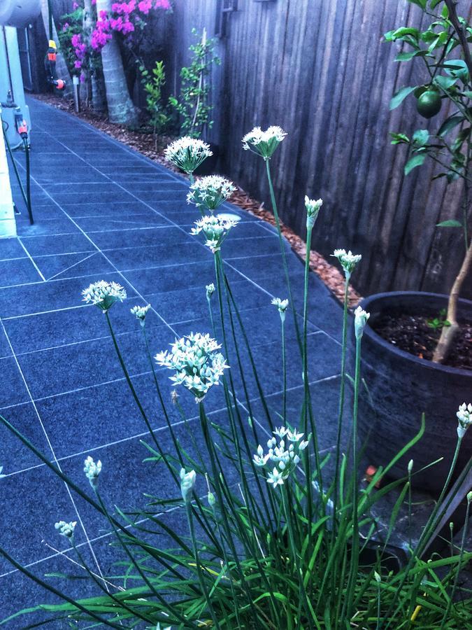 Paperbark Bed & Breakfast Brisbane Eksteriør billede